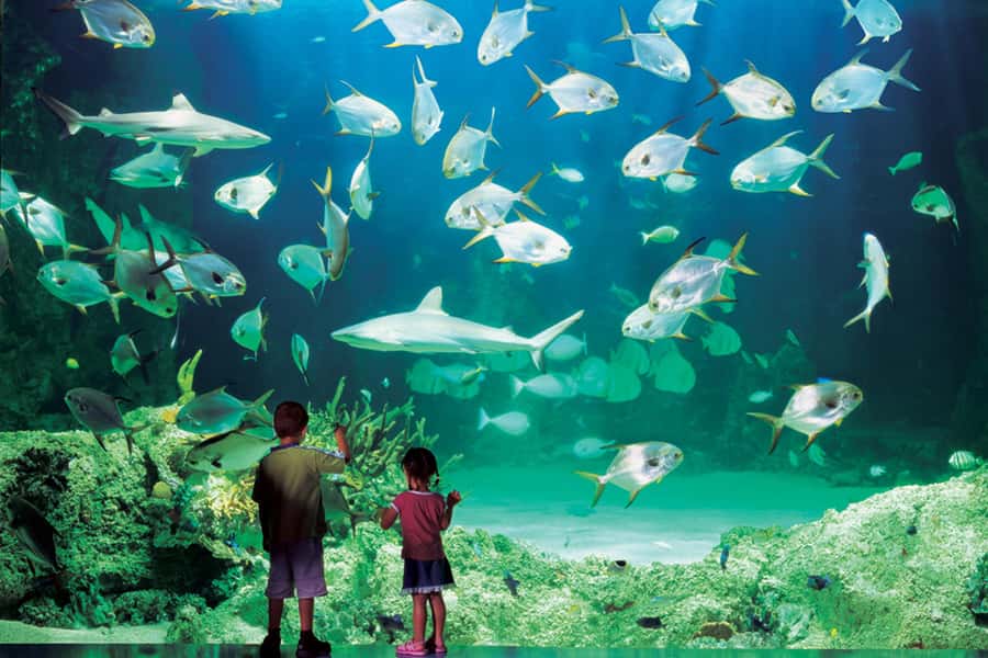 Sydney: Ultimate City Pass for 4 Attractions with Skywalk - Price and value at $91 per person, with Skywalk included