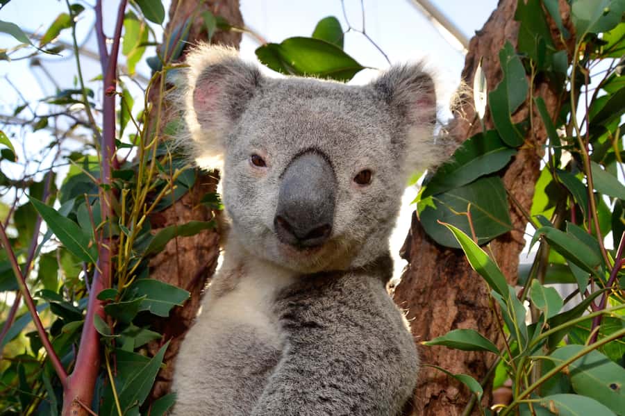 Sydney: Ultimate City Pass for 4 Attractions with Skywalk - Who this pass suits best (and who should think twice)
