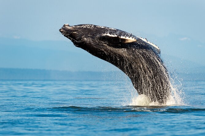Sydney: Whale Watching Adventure Cruise - The Catamaran Deck: Where You Actually See Whales