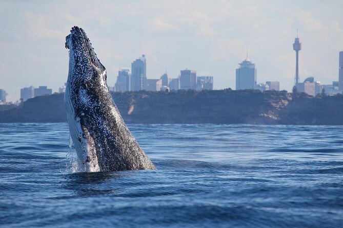 Sydney: Whale Watching Adventure Cruise - Sydney Icons While You Cruise: The Harbour Part is Worth It