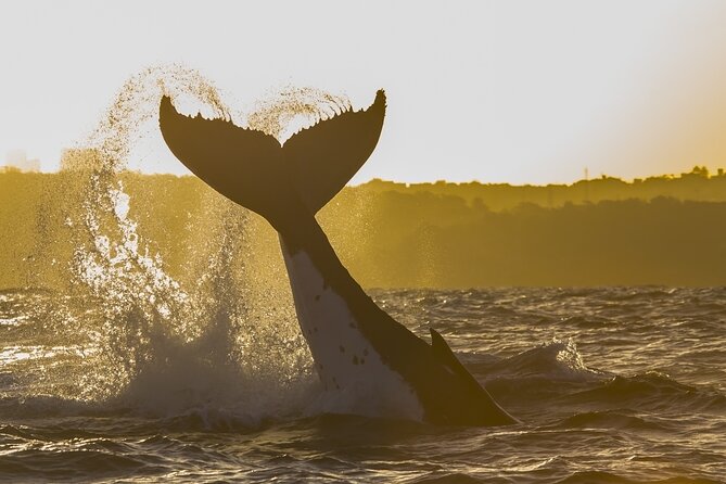 Sydney: Whale Watching Adventure Cruise - Getting the Most Out of Your Seats and Timing