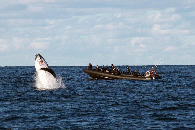 Sydney Whale-Watching by Speed Boat - Key Highlights You Should Know