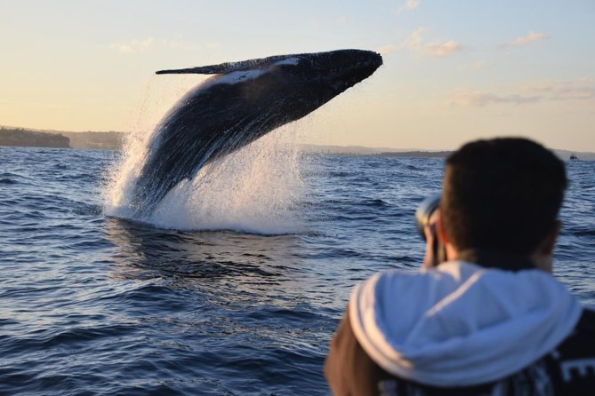 Sydney Whale-Watching by Speed Boat - Sydney’s Fastest Whale Watch Starts at Circular Quay