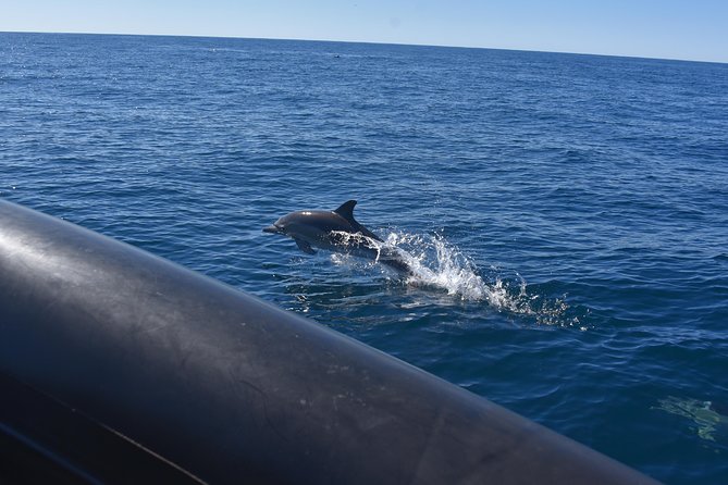 Sydney Whale-Watching by Speed Boat - Stop 2 and 3: Opera House and Sydney Harbour Views While You Head Out