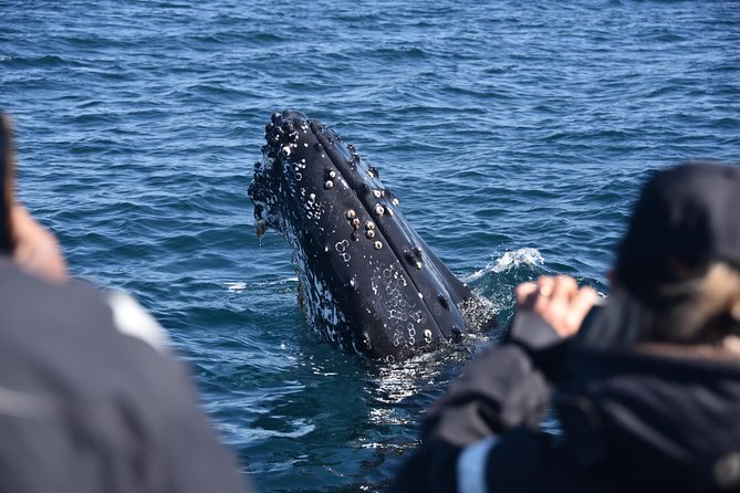Sydney Whale-Watching by Speed Boat - Stop 4: Ocean Extreme and the Tasman Sea Whale Search