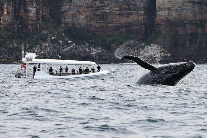 Sydney Whale-Watching by Speed Boat - What About Weather, Bumps, and That One Risk?