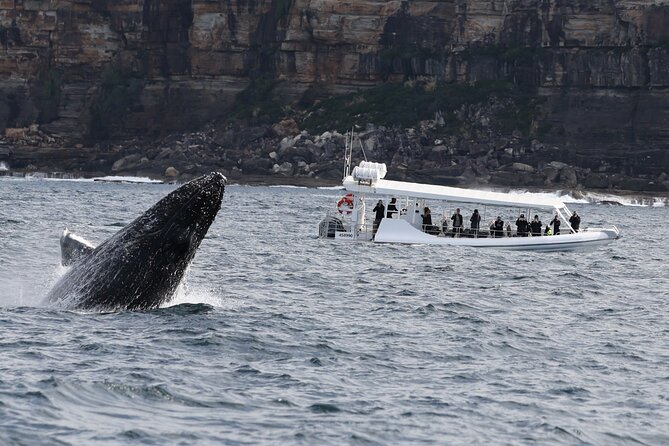 Sydney Whale-Watching by Speed Boat - Stop 1: Sydney Harbour Bridge, Seen From a New Angle