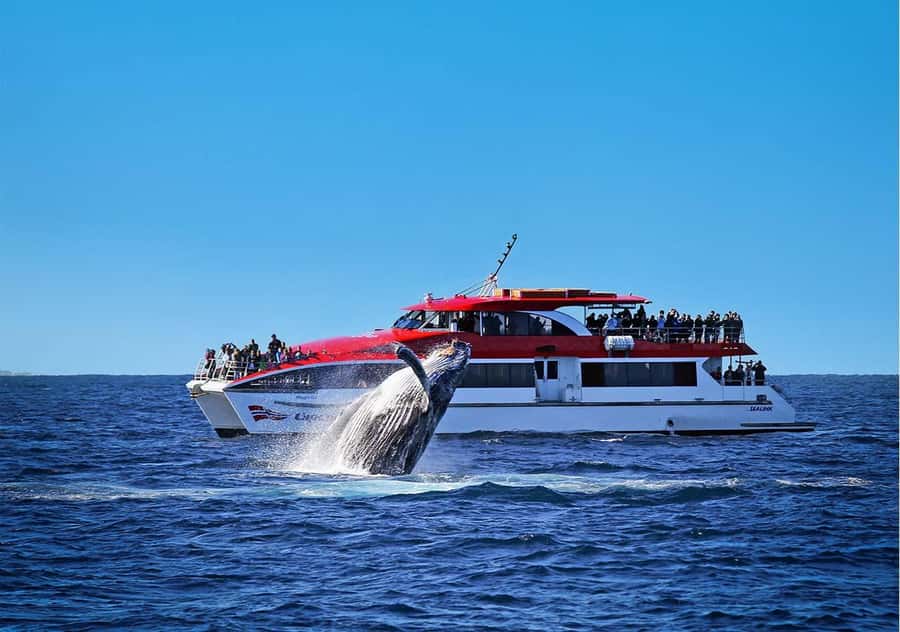 Sydney: Whale Watching Cruise and Taronga Zoo Package - Key Things That Make This Package Worth Your Time