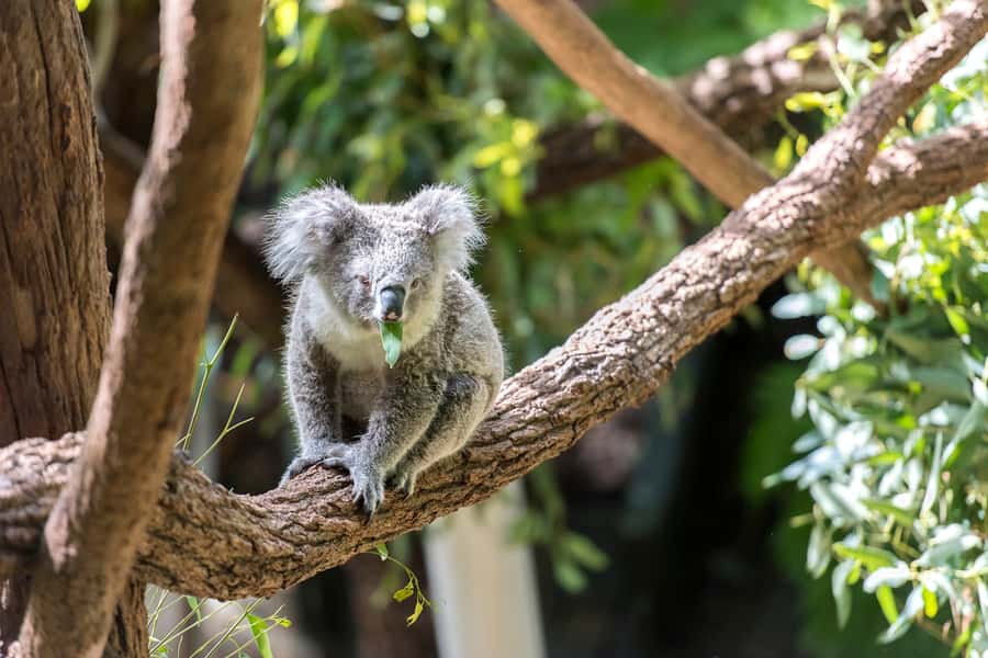 Sydney: Whale Watching Cruise and Taronga Zoo Package - Circular Quay Whale Cruise: Where the Day Starts and How You’ll Watch