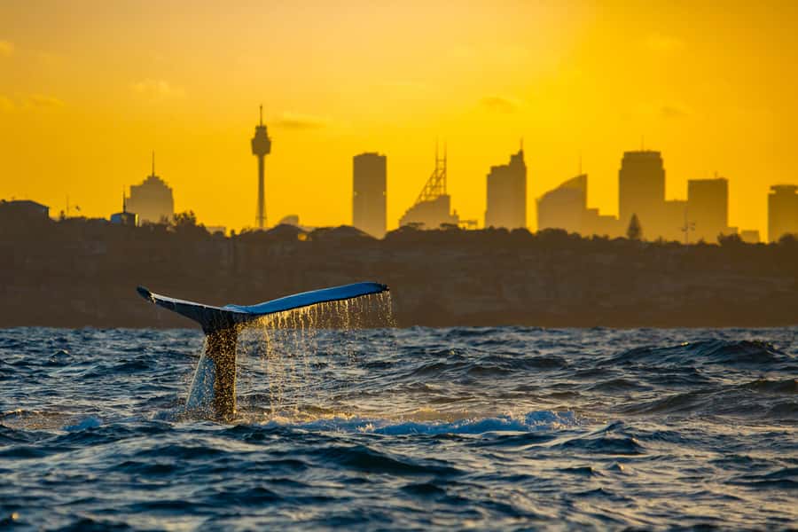 Sydney: Whale Watching Cruise and Taronga Zoo Package - Rocket Ferry Back to Circular Quay: The Day Wrap-Up