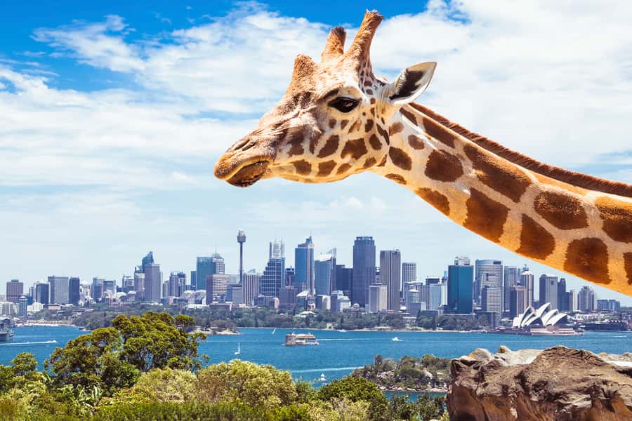 Sydney: Whale Watching Cruise and Taronga Zoo Package - May to November Migration: What You’re Actually Looking For