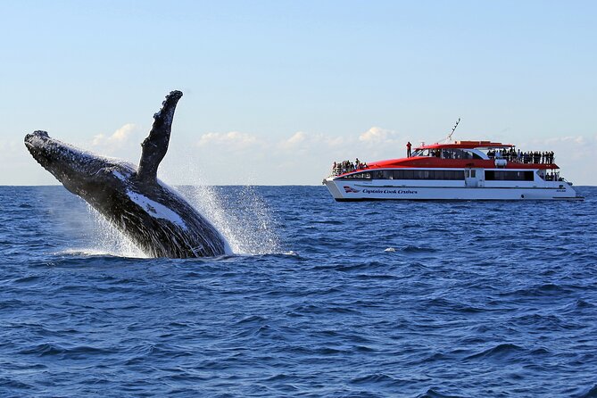 Sydney Whale Watching Cruise from Circular Quay - Key highlights worth planning for