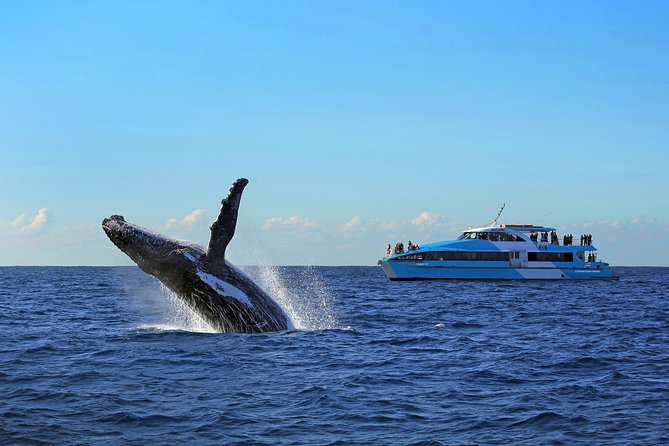 Sydney Whale Watching Cruise from Circular Quay - Live commentary and deck strategy: where you stand changes everything