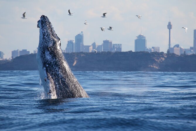 Sydney Whale Watching Cruise from Circular Quay - Weather and the whale odds: what to do with uncertainty
