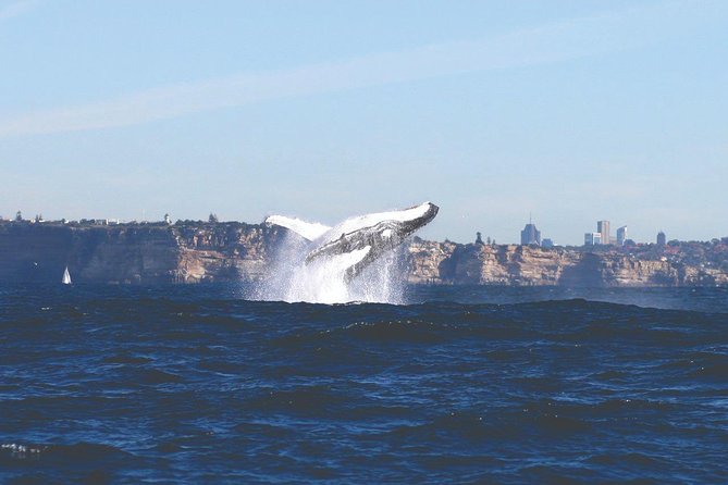 Sydney Whale Watching Cruise from Circular Quay - The cruise ride: Harbour views first, then the hunt begins