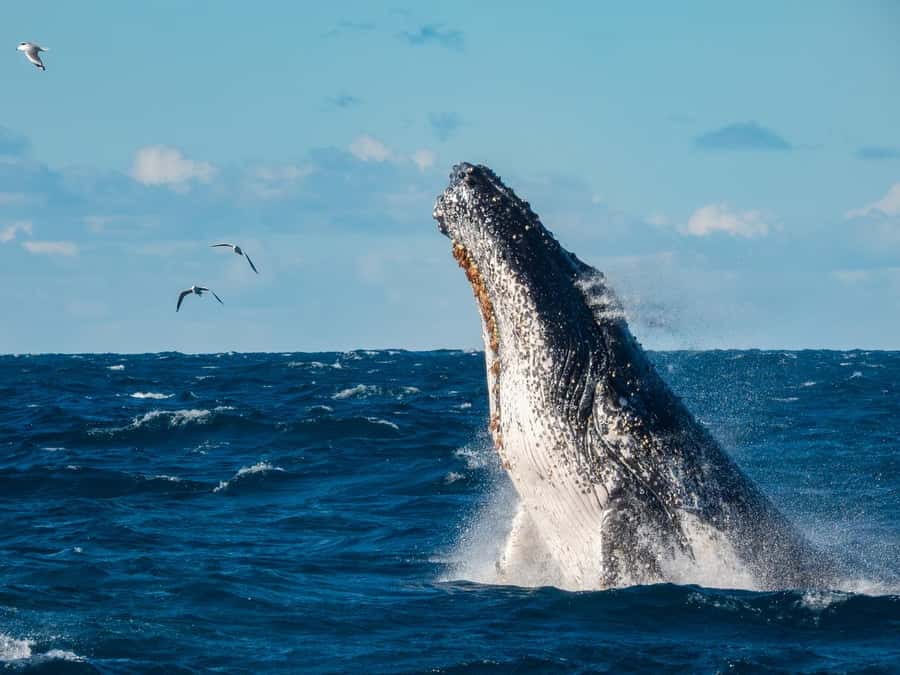 Sydney Whale Watching Cruise with Breakfast or Lunch - Key takeaways before you book