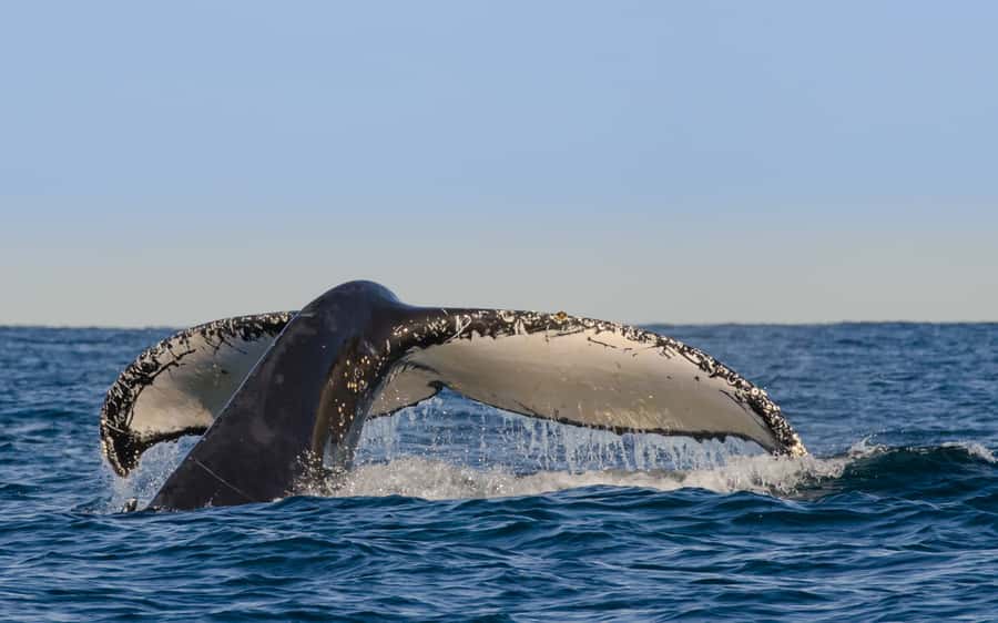 Sydney Whale Watching Cruise with Breakfast or Lunch - Why this Sydney whale cruise feels calmer than most