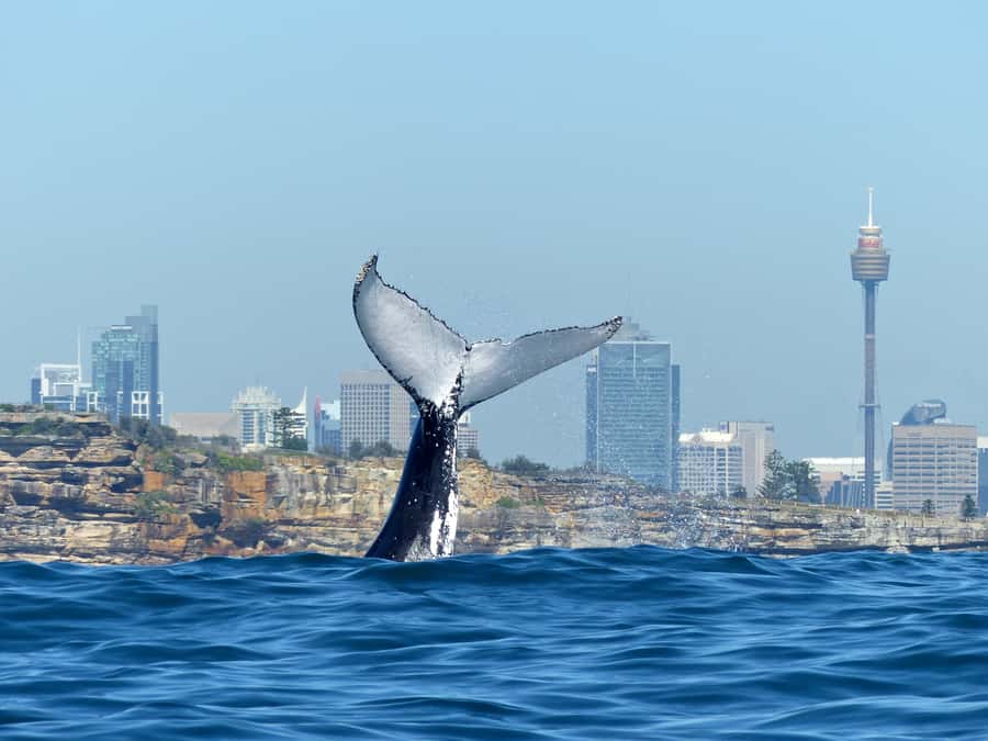 Sydney Whale Watching Cruise with Breakfast or Lunch - When you’ll eat, and why timing matters for whale spotting