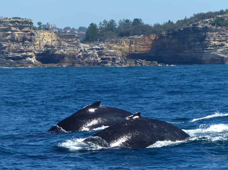 Sydney Whale Watching Cruise with Breakfast or Lunch - Getting to Circular Quay and finding the Eastern Pontoon