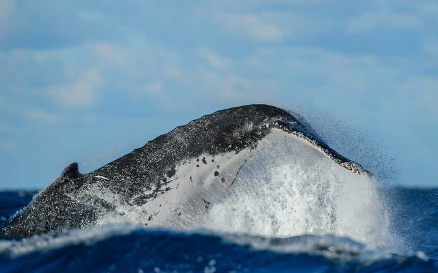 Sydney Whale Watching Cruise with Breakfast or Lunch - Sailing through Sydney Harbour: the part that sets the mood