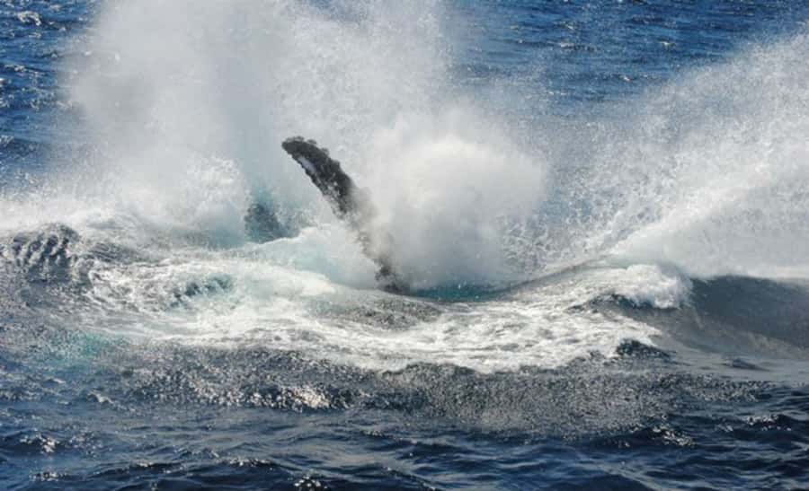 Sydney Whale Watching Cruise with Breakfast or Lunch - The whale hunt: humpback migration season in plain English
