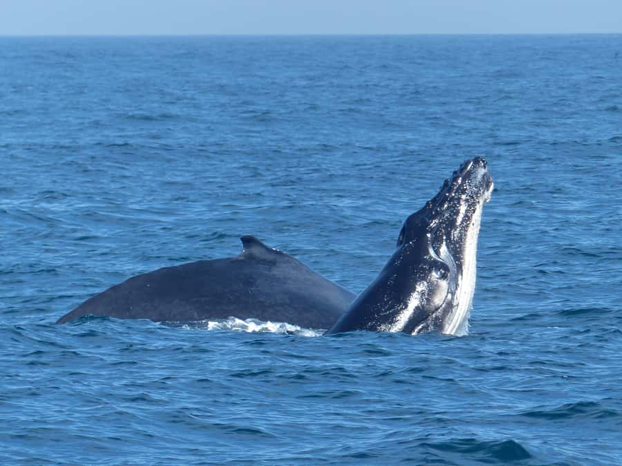 Sydney Whale Watching Cruise with Breakfast or Lunch - How close you get (and what great days look like)
