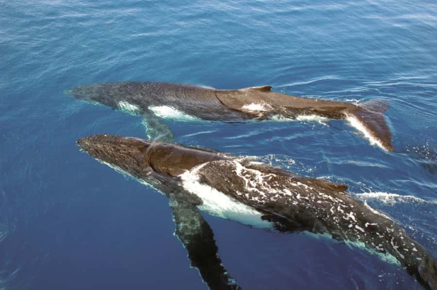 Sydney Whale Watching Cruise with Breakfast or Lunch - The guide and commentary: what you learn while you wait