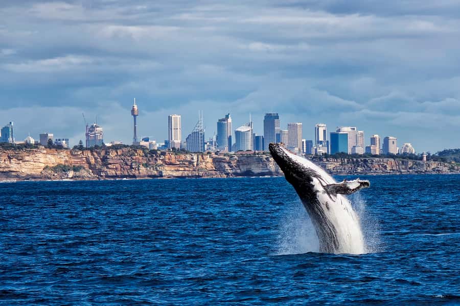 Sydney Whale Watching Cruise with Breakfast or Lunch - Breakfast or lunch: what you actually get on board