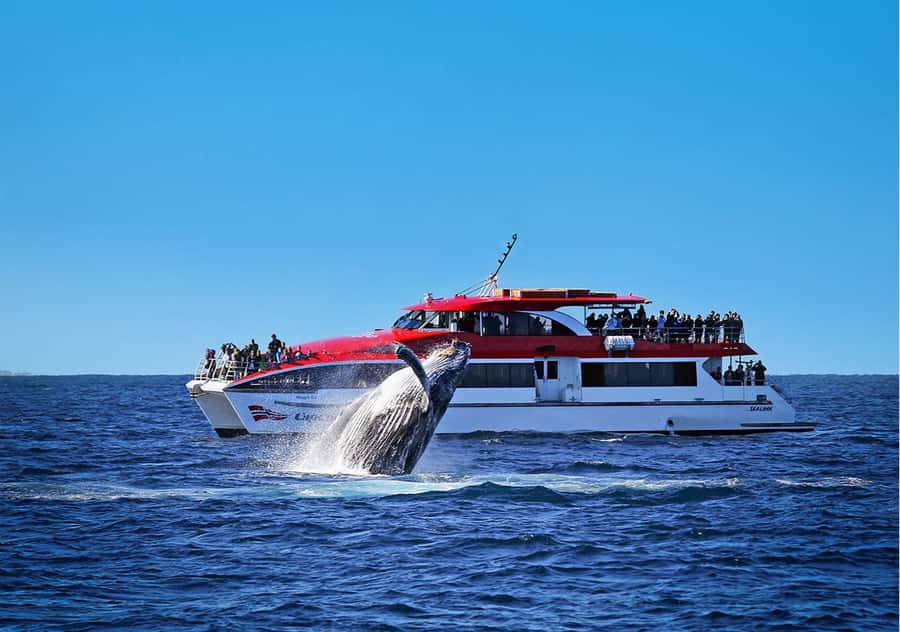 Sydney: Whale Watching & Hop On Hop Off Cruise Package - Whales and Harbour Views, One Ticket at Circular Quay