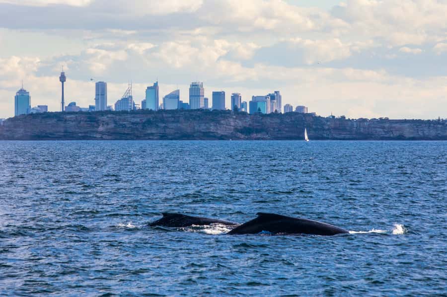 Sydney: Whale Watching & Hop On Hop Off Cruise Package - Price and Value for $88: When This Combo Works Best