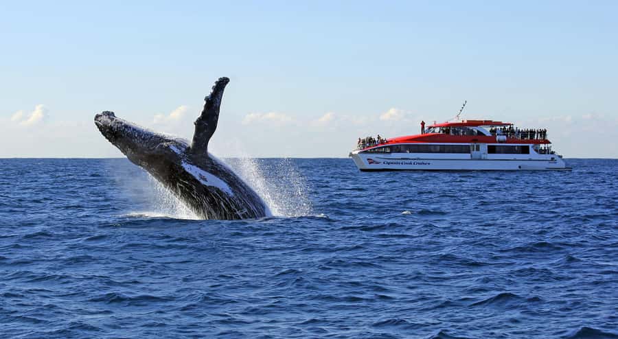 Sydney: Whale Watching & Wildlife Cruise - Getting Onboard at Circular Quay Wharf 6