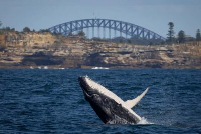 Whale Watching & Wildlife Cruise
