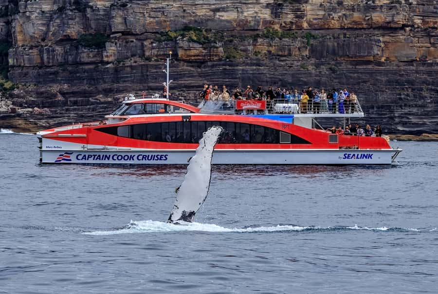 Sydney: Whale Watching & Wildlife Cruise - How the 95% Whale Guarantee Works (and What Free Means)