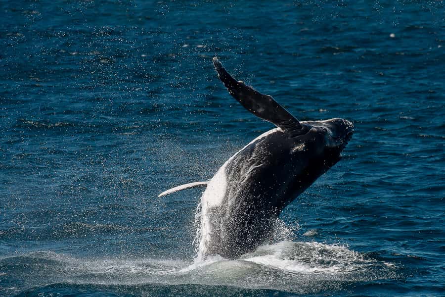 Sydney: Whale Watching & Wildlife Cruise - The Best Views of the Opera House and Harbour Bridge From the Water