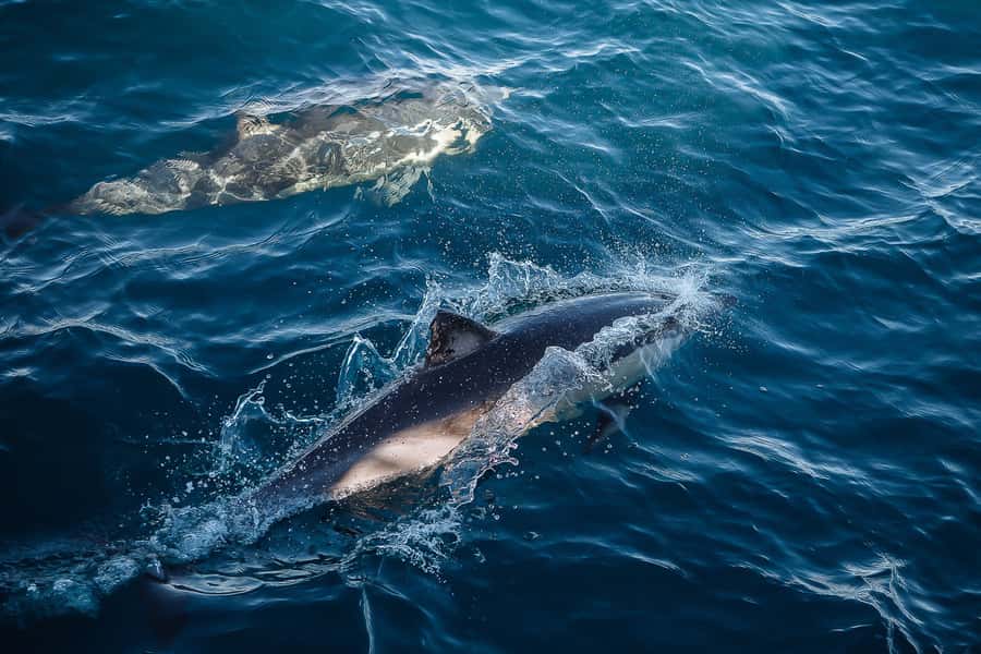 Sydney: Whale Watching & Wildlife Cruise - Price and Value: When $67 Can Be Worth It