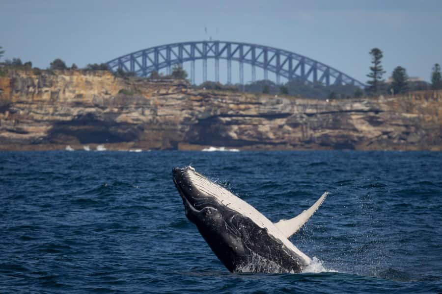 Sydney: Whale Watching & Wildlife Cruise - 150 Minutes of Open-Water Motion and Cold