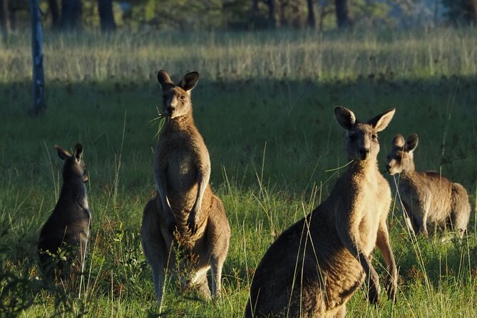 Sydney Wildlife Safari - Key Things I’d Put on Your Radar