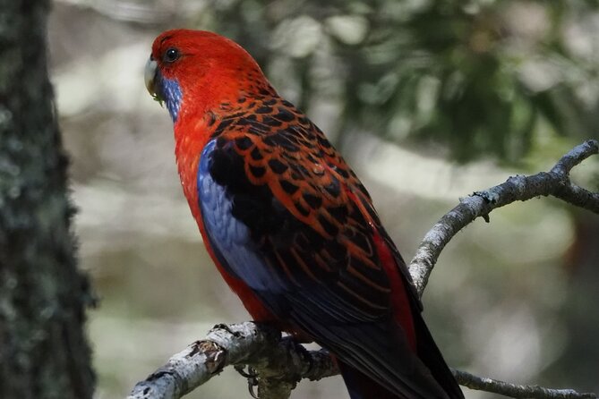 Sydney Wildlife Safari - Leaving Circular Quay at 12:00 for the Southern Highlands