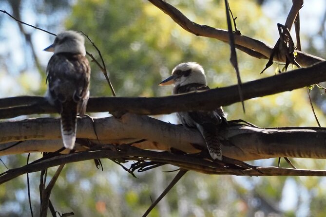 Sydney Wildlife Safari - Dinner at Australia’s Oldest Licensed Inn (With a Drink)
