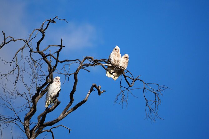 Sydney Wildlife Safari - Night Spotlighting for Wombats, Possums, and Tawny Frogmouths