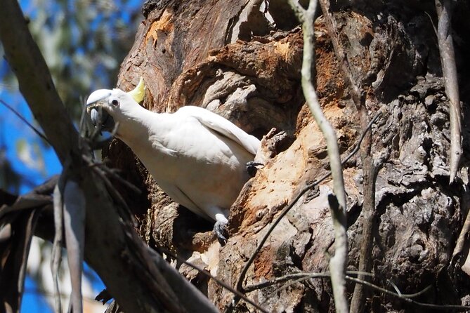 Sydney Wildlife Safari - Price and Value: What You’re Really Paying For