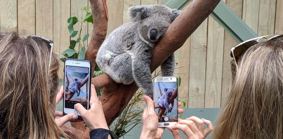 Sydney: Wildlife, Waterfalls and Wine Small Group Tour - Key things to know before you go