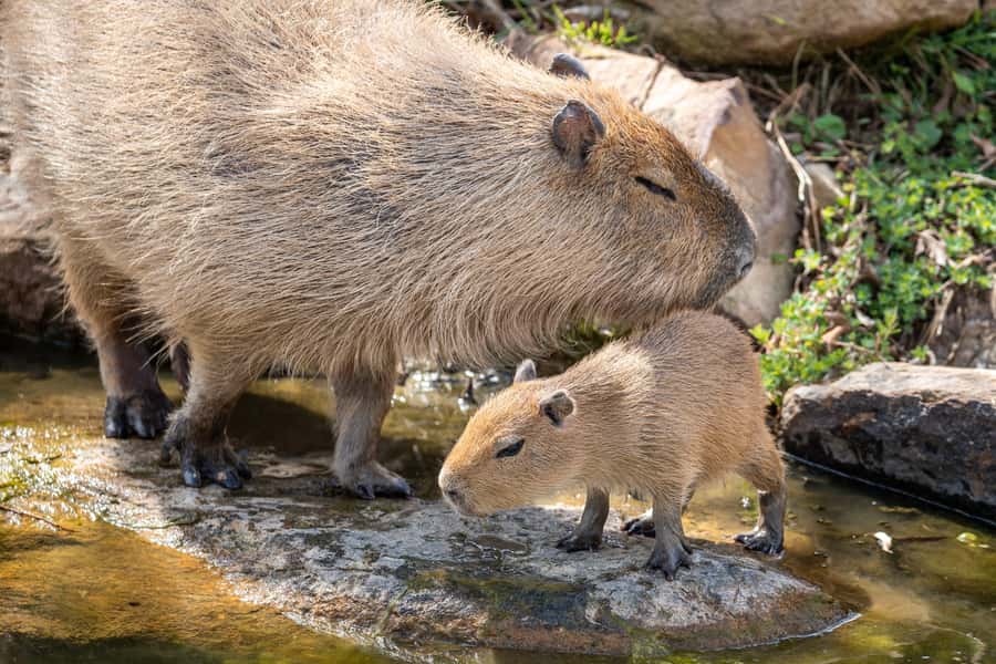 Sydney Zoo Admission Ticket - Key highlights worth planning around