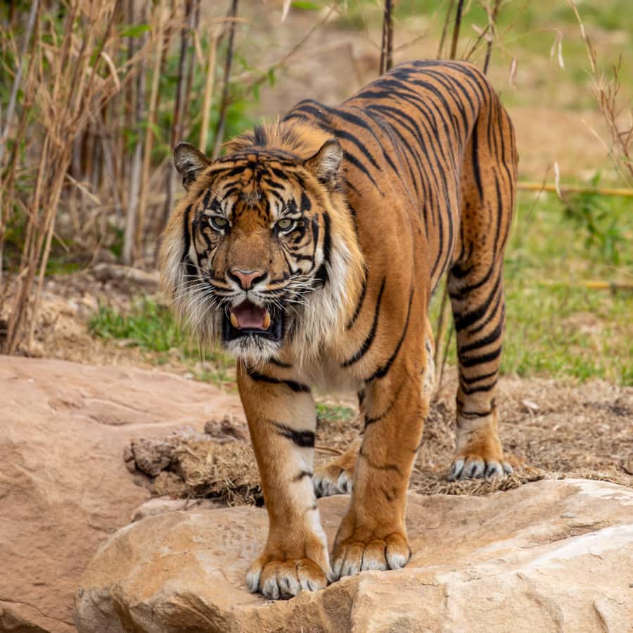 Sydney Zoo Admission Ticket - Food, shade, and comfort: make your one day feel easy