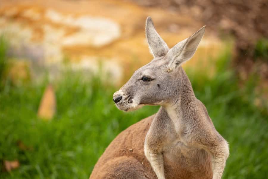 Sydney Zoo Admission Ticket - Sydney Zoo at Eastern Creek: a flat, tech-forward day plan