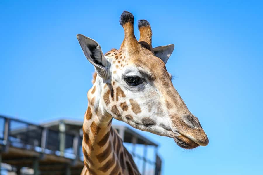 Sydney Zoo Admission Ticket - Your day at Sydney Zoo: how to sequence the zones without rushing