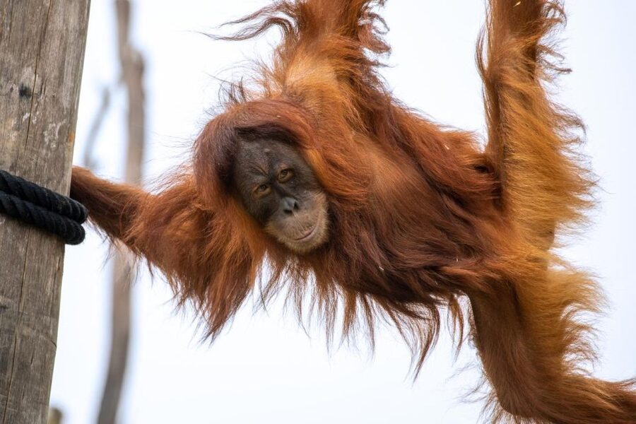 Sydney Zoo Admission Ticket - Bungarribee Dreaming: cultural learning with a conservation backbone
