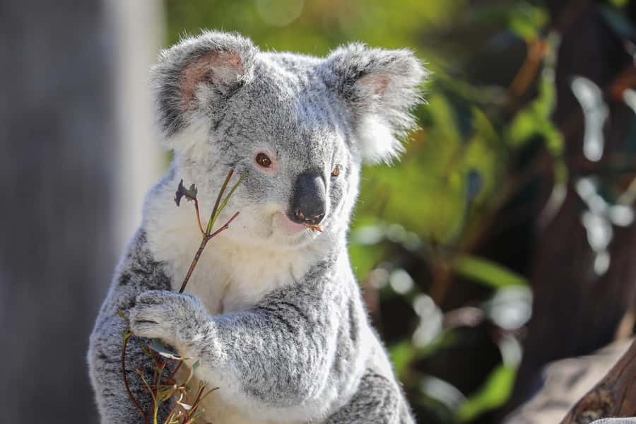 Sydney Zoo Admission Ticket - The value of conservation: why the ticket feels more purposeful