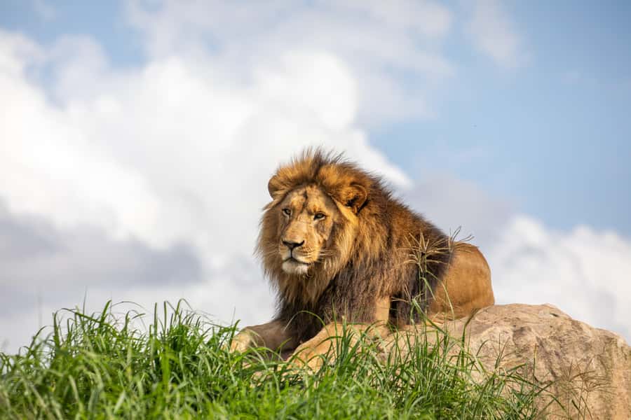 Sydney Zoo Admission Ticket - Reptile and Nocturnal House: plan your timing for the biggest indoor draw