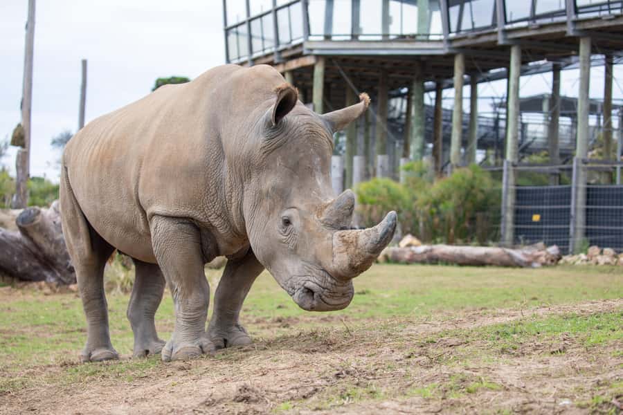 Sydney Zoo Admission Ticket - Price and value: $38, free parking, and what you should budget